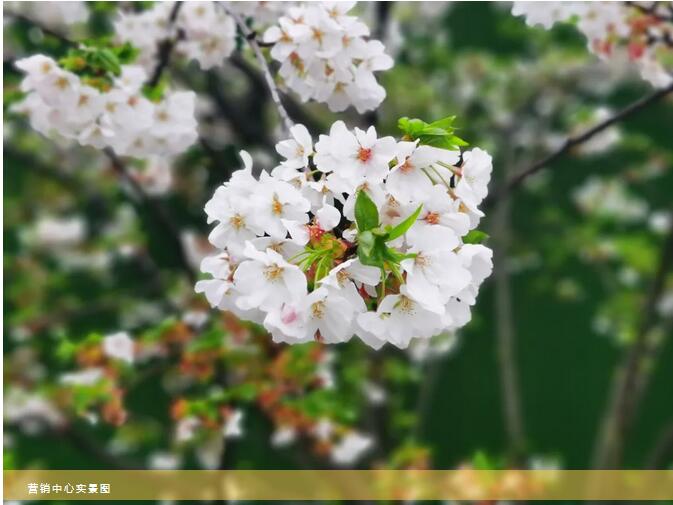 1618035679104950.jpg 2.jpg